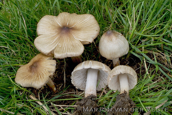 Geelbruine spleetvezelkop - Inocybe rimosa